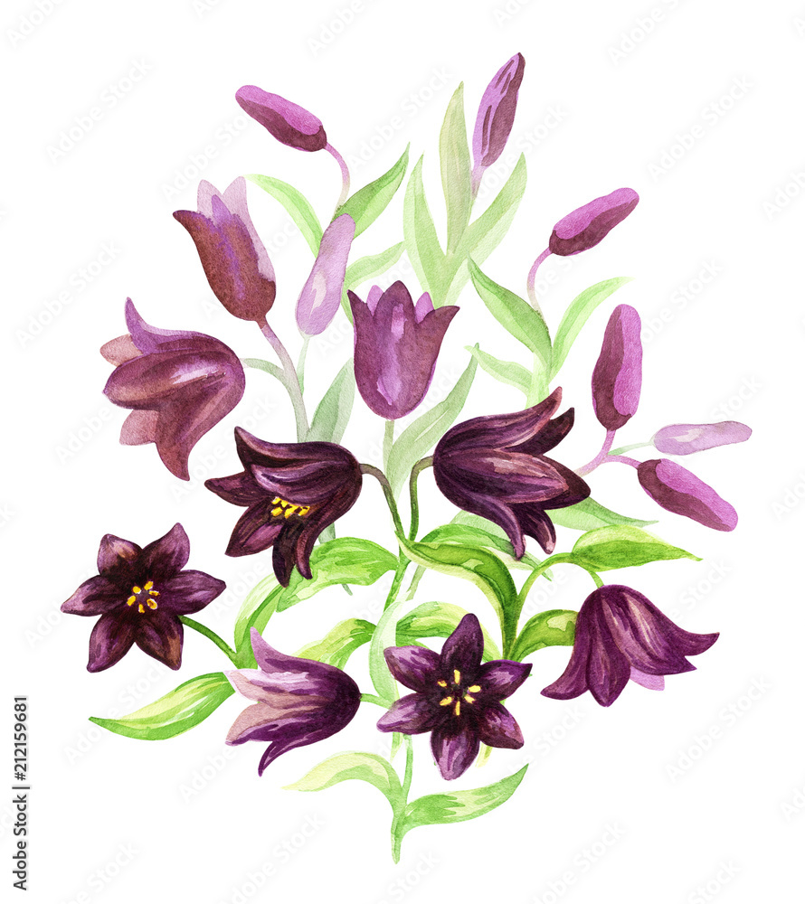 Hand drawn image of the Kamchatka lily on a white background. Northern wild flower. Watercolor painting. Hand drawn image of the Kamchatka lily on a white background. Northern wild flower. Watercolor painting.