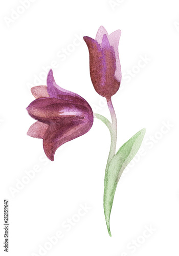 Hand drawn image of the Kamchatka lily on a white background. Northern wild flower. Watercolor painting.