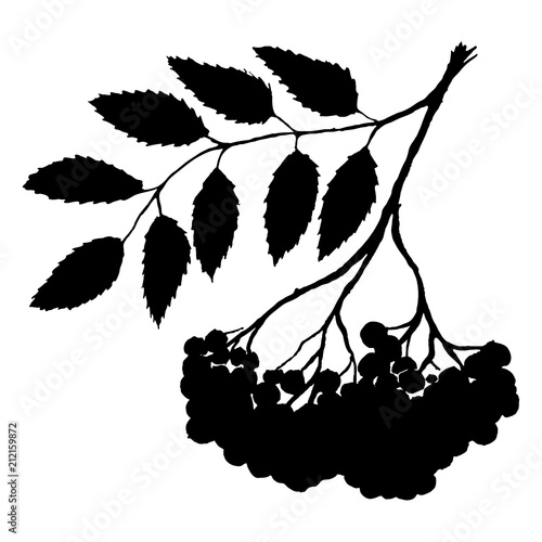 Monochrome black rowan rowanberry ashberry berry leaf branch bunch silhouette botanical illustration isolated vector