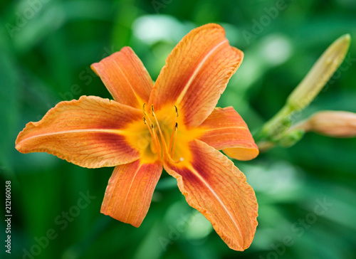 Closeup of Original Orange Daylily flower. Hemerocallis fulva. 