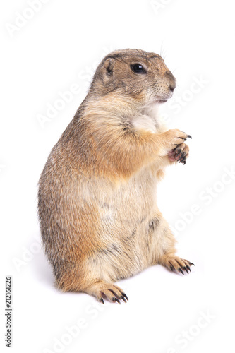 Little cute prairie dog standing on white background.