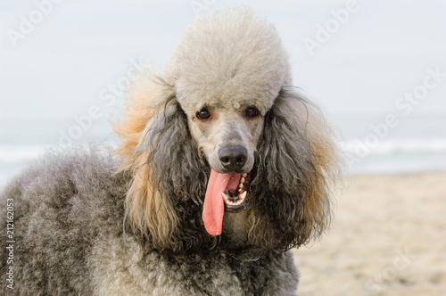 Standard Poodle portrait with open mouth and tongue out © everydoghasastory
