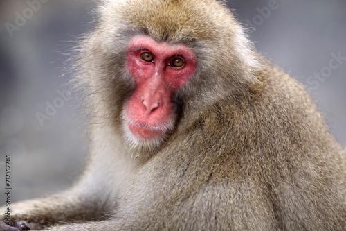 A Snow monkey  Japanese Macaque  sitting alongside a hot spring  Nakano  Japan. 