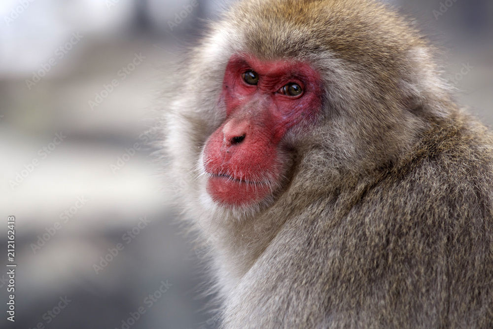 Snow Monkey (Japanese Macaque) near a warm spring in Japan in profile Snow Monkey (Japanese Macaque) near a warm spring in Japan in profile