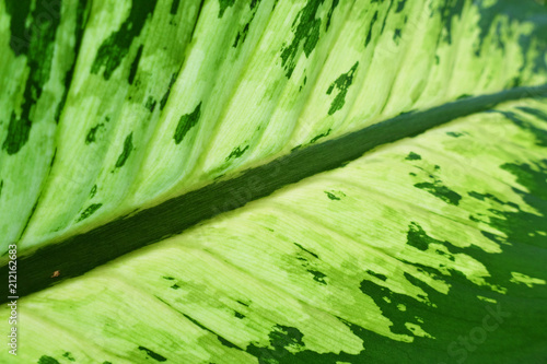 Leaf abstract green natural background.