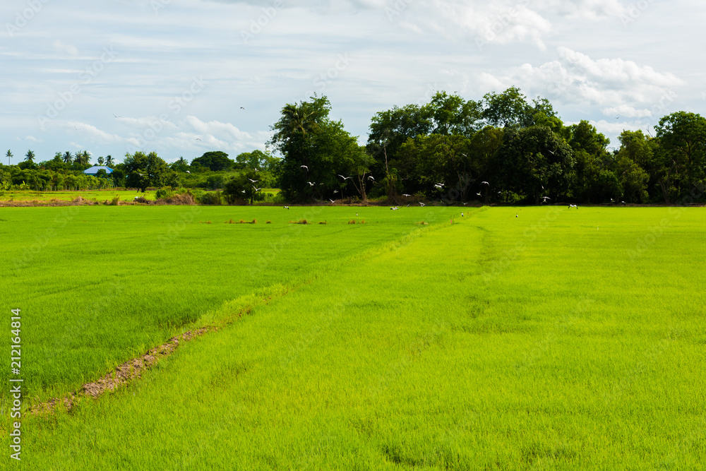 Countryside scenery of rice field