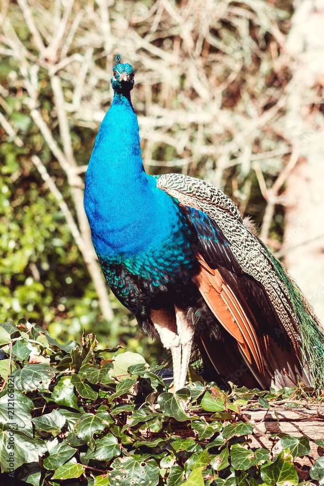 The Indian peafowl or blue peafowl (Pavo cristatus), a large and brightly coloured bird, is a species of peafowl native to South Asia The Indian peafowl or blue peafowl (Pavo cristatus), a large and brightly coloured bird, is a species of peafowl native to South Asia