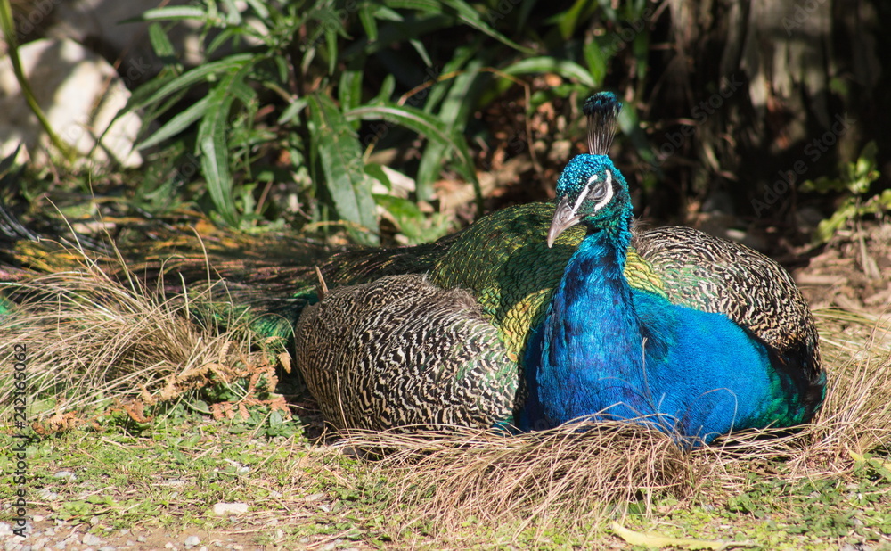 The Indian peafowl or blue peafowl (Pavo cristatus), a large and brightly coloured bird, is a species of peafowl native to South Asia The Indian peafowl or blue peafowl (Pavo cristatus), a large and brightly coloured bird, is a species of peafowl native to South Asia