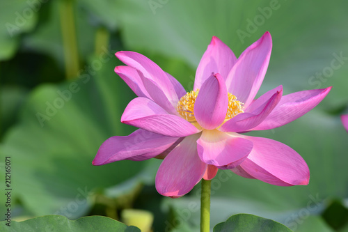 Blooming lotus flowers in the park