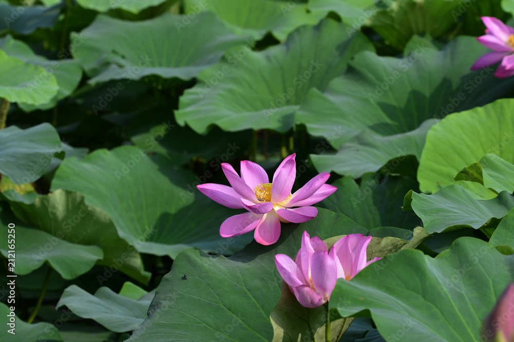 Blooming lotus flowers in the park Blooming lotus flowers in the park