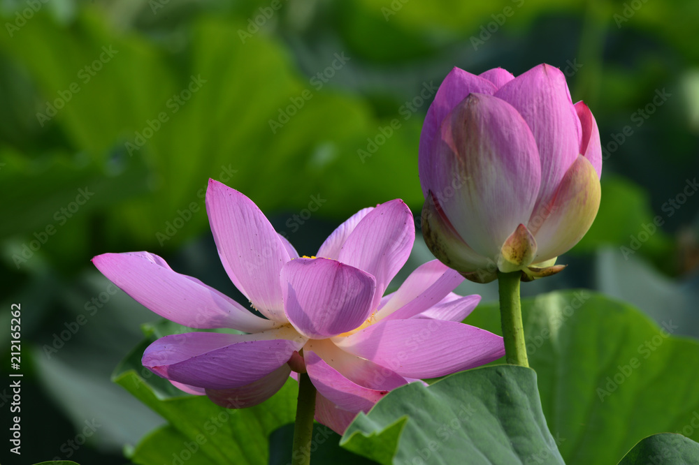 Blooming lotus flowers in the park Blooming lotus flowers in the park