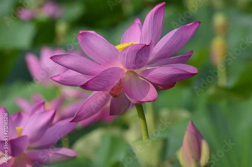 Blooming lotus flowers in the park