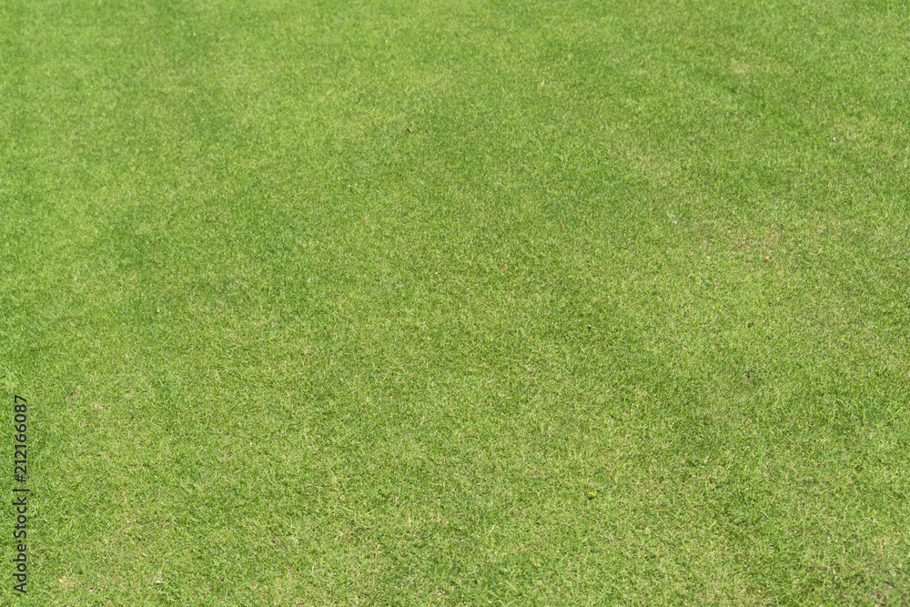 Fototapeta premium 芝生・背景素材用