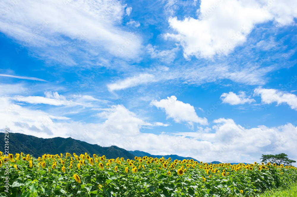 ひまわり畑 香川県まんのう町 Stock 写真 Adobe Stock ひまわり畑 香川県まんのう町 Stock 写真 Adobe Stock