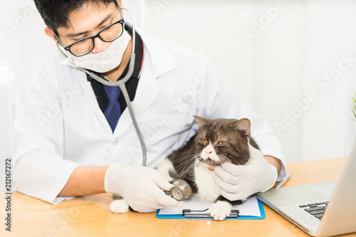 Veterinarian is using stethoscope to listen to the heart of a cat at animal hospital.
