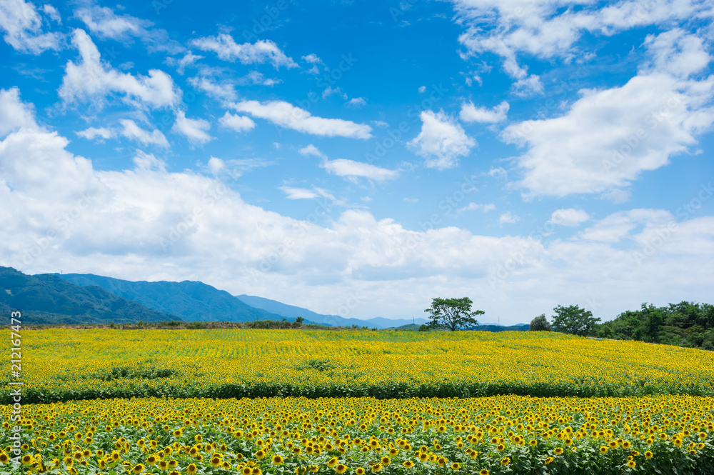 ひまわり畑　香川県まんのう町