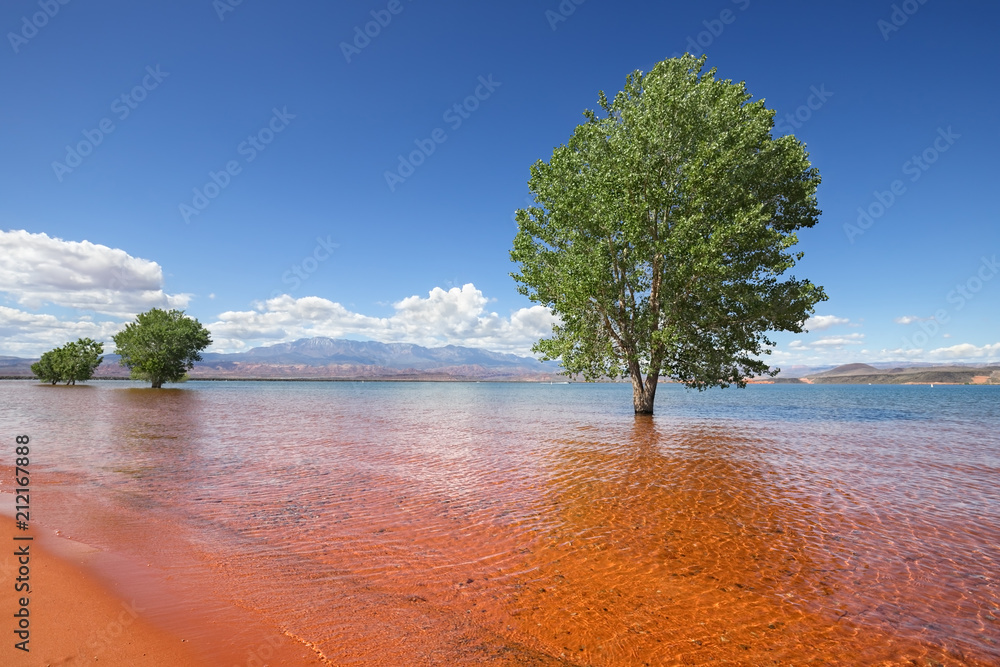 Fototapeta premium Trees in the water, Sand Hollow State Park, Utah