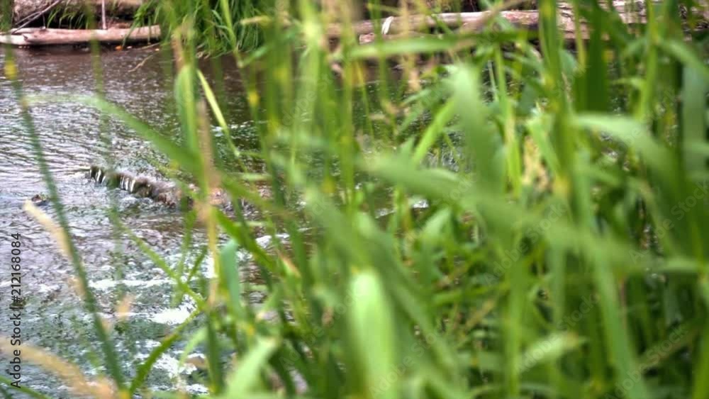 High quality slow motion reveal clip of water flowing behind grass in bokeh. High quality slow motion reveal clip of water flowing behind grass in bokeh.