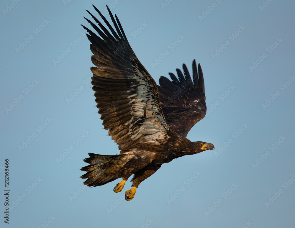 3-months old bald eagle eaglet flying , seen in the wild in North California 3-months old bald eagle eaglet flying , seen in the wild in North California