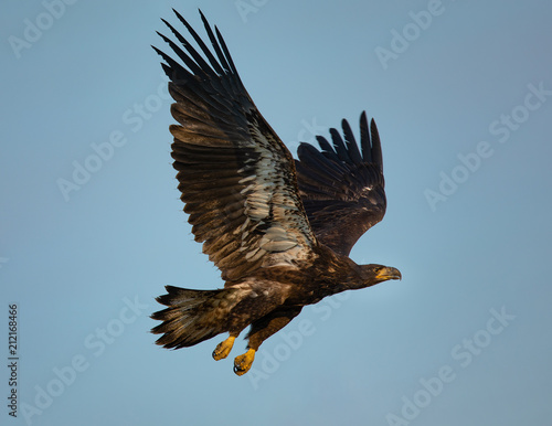 3-months old bald eagle eaglet flying , seen in the wild in North California