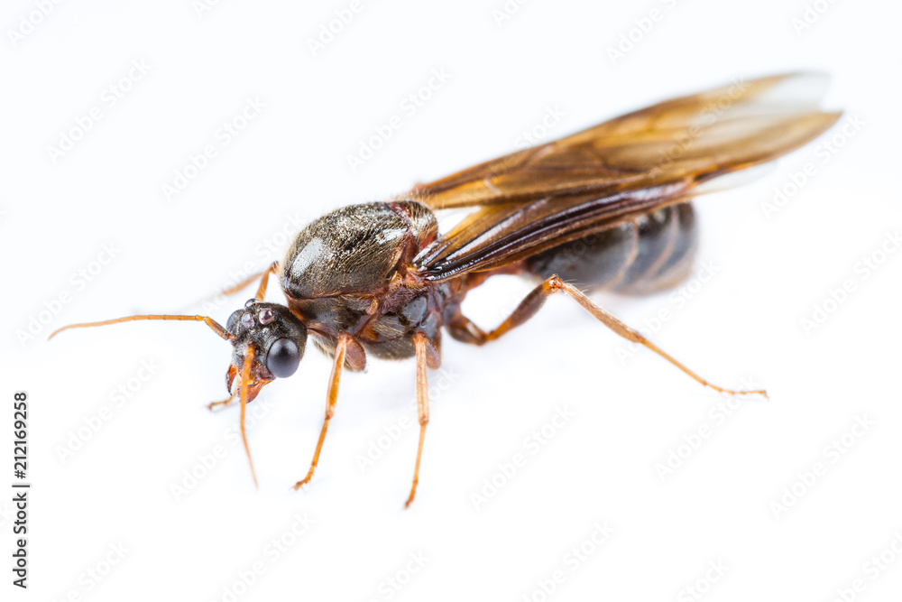 Black queen ant on white background Black queen ant on white background