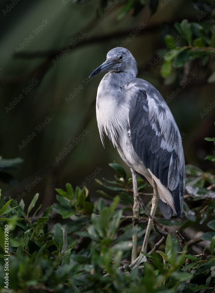 Fototapeta premium Little Blue Heron 