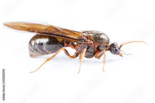 Black queen ant on white background