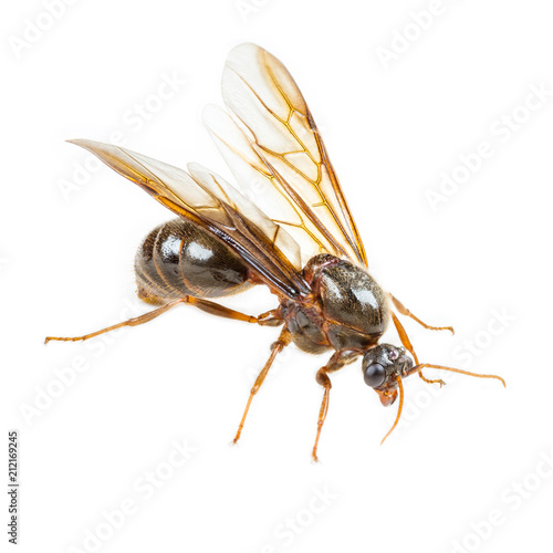 Black queen ant on white background
