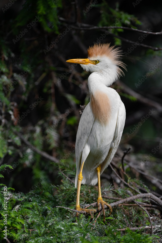 Fototapeta premium Cattle Egret