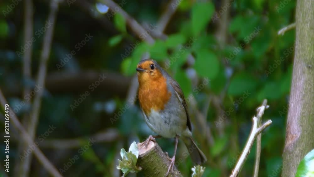 European Robin Resting On A Branch European Robin Resting On A Branch