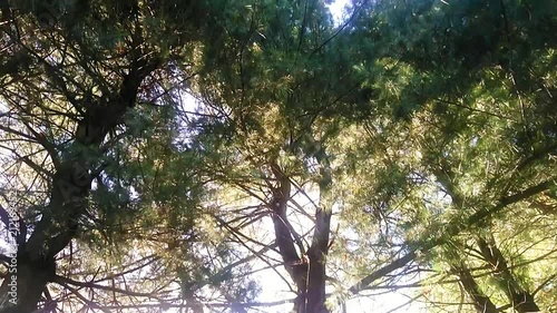 The bright blue sky gently contrasting the pine trees photo