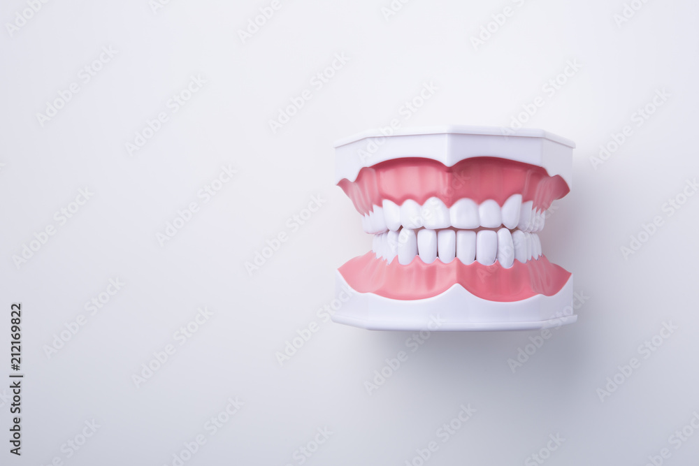 Naklejka premium 歯の模型