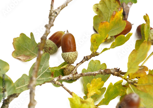 acorn on a branch of a oak isolated on white background