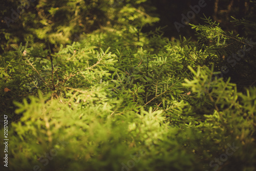 The branches were eaten in the sun in the forest