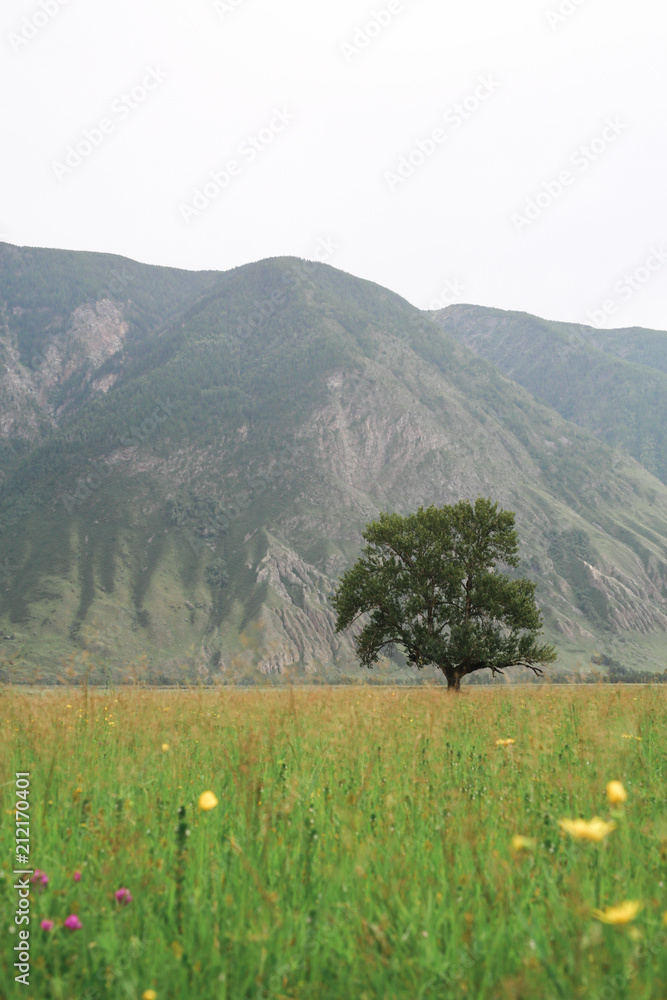 Lonely green tree on a background of mountains in a field with purple and yellow flowers