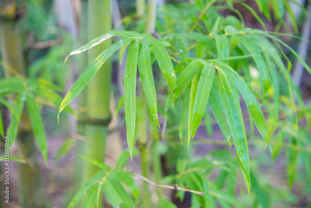 Naklejka premium Blurred green bamboo forest.