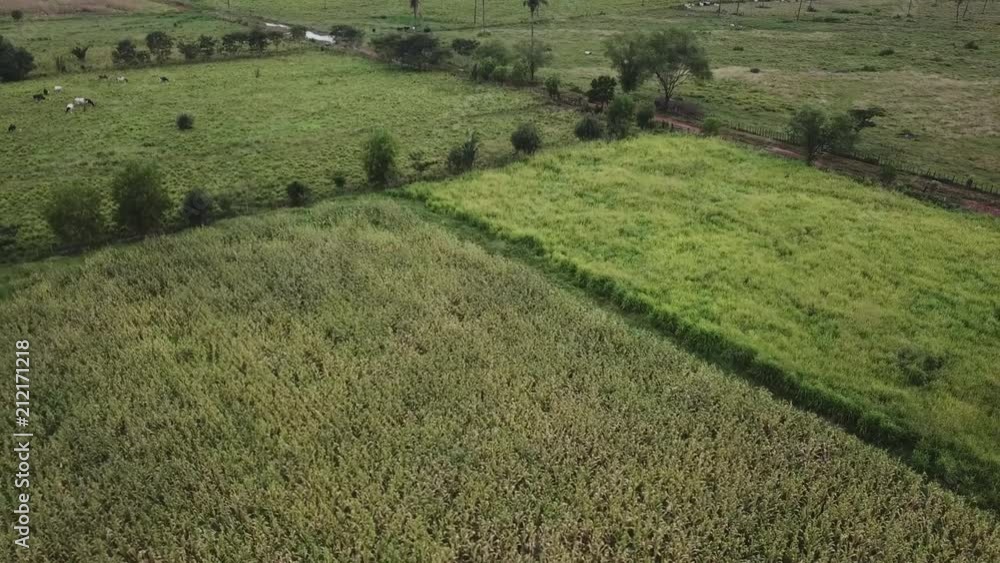 Aerial landscape view flying backwards over a corn field Aerial landscape view flying backwards over a corn field