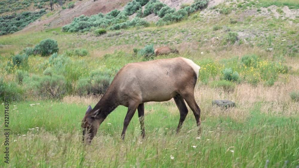 Female elk deer in Yellowstone National Park grazing on grass close up. Female elk deer in Yellowstone National Park grazing on grass close up.