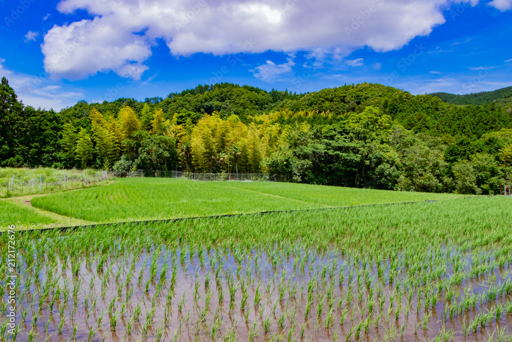 Fototapeta premium 静岡県伊豆市 荒原の棚田