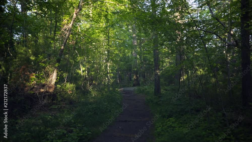 A hidden nature path through the forest. A hidden nature path through the forest.