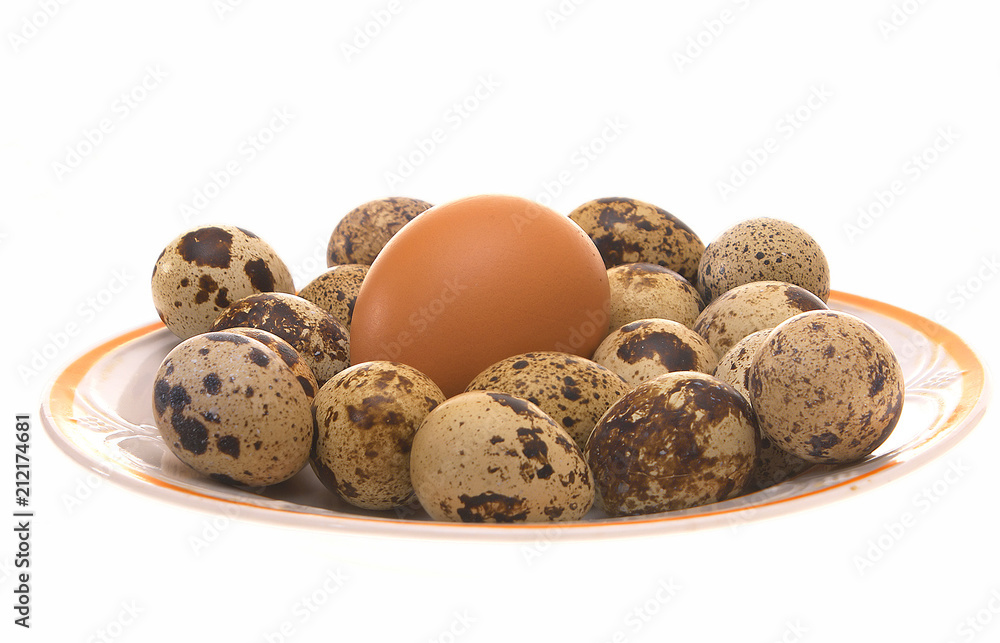 Avian eggs.