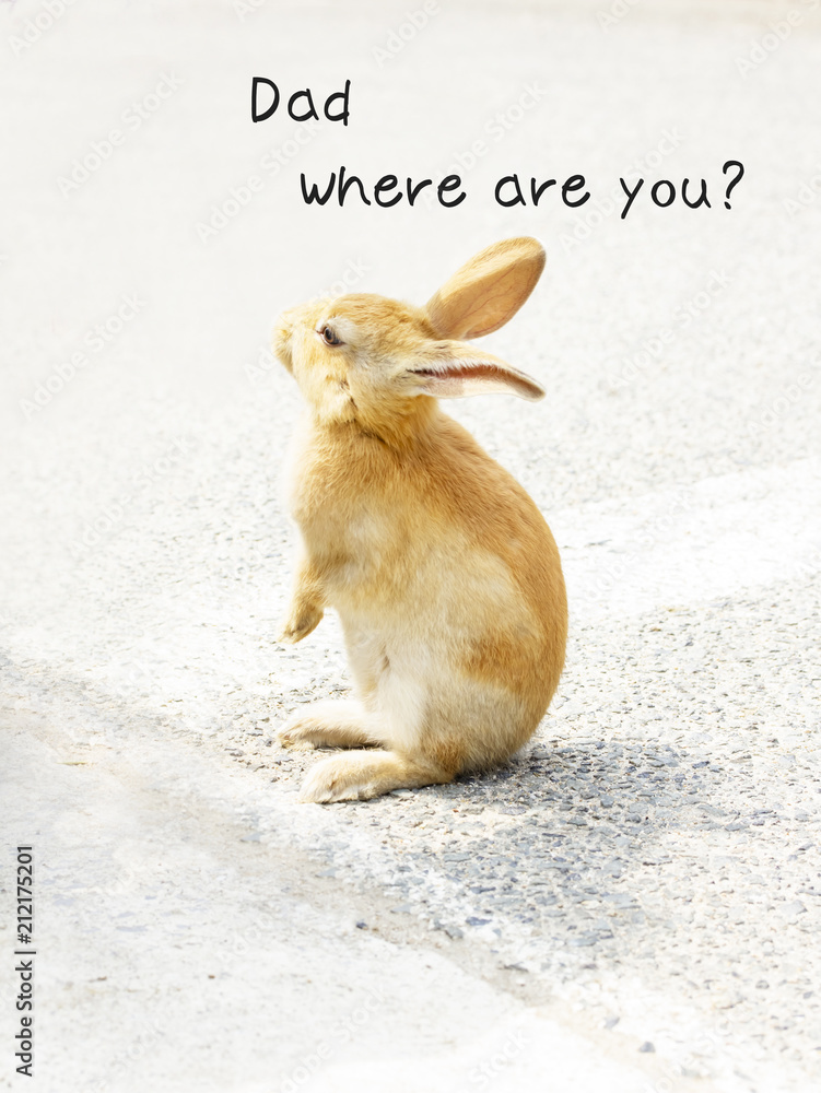 かわいい子うさぎ パパどこいったの Dod Where Are You Stock Photo Adobe Stock