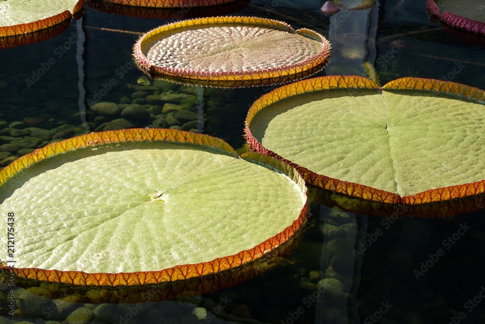 Giant Victoria Water Lily Background