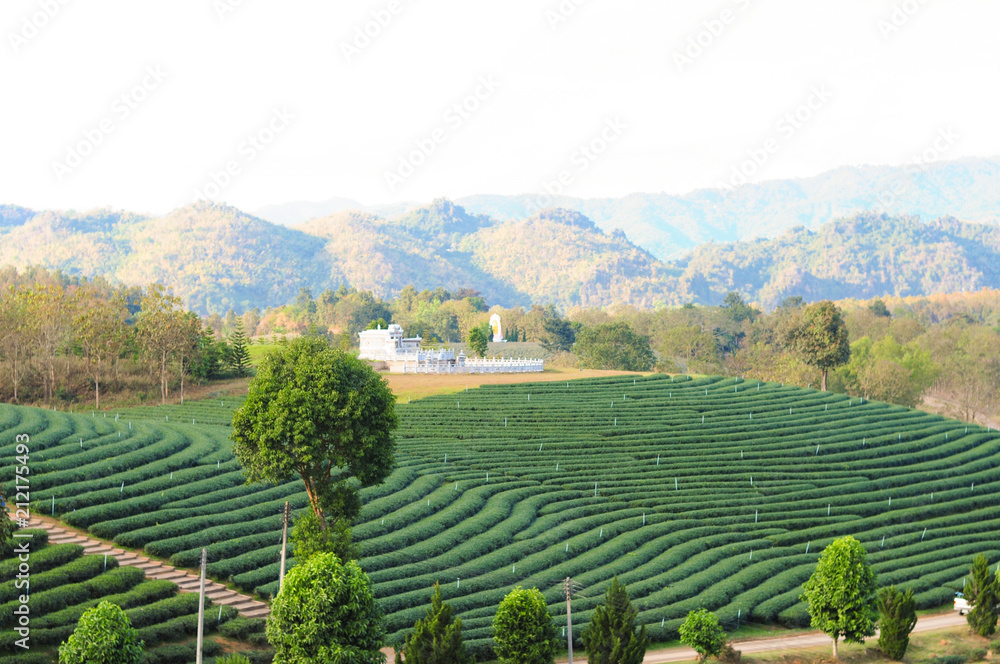 Tea Plantation Nature Landscape Background