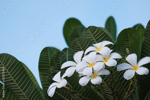 White frangipani and blue sky
