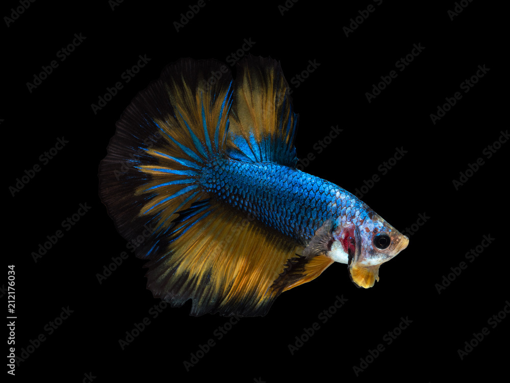 Fototapeta premium blue fighting fish on black background with clipping path