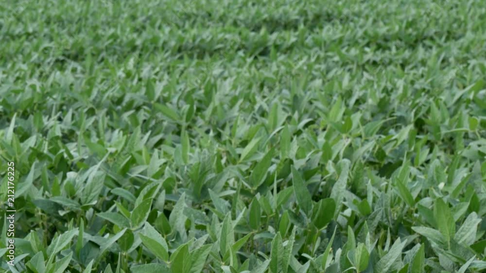 Handshake, two farmers shaking hands in soybean field and gesturing with thumb up, 4K footage Handshake, two farmers shaking hands in soybean field and gesturing with thumb up, 4K footage