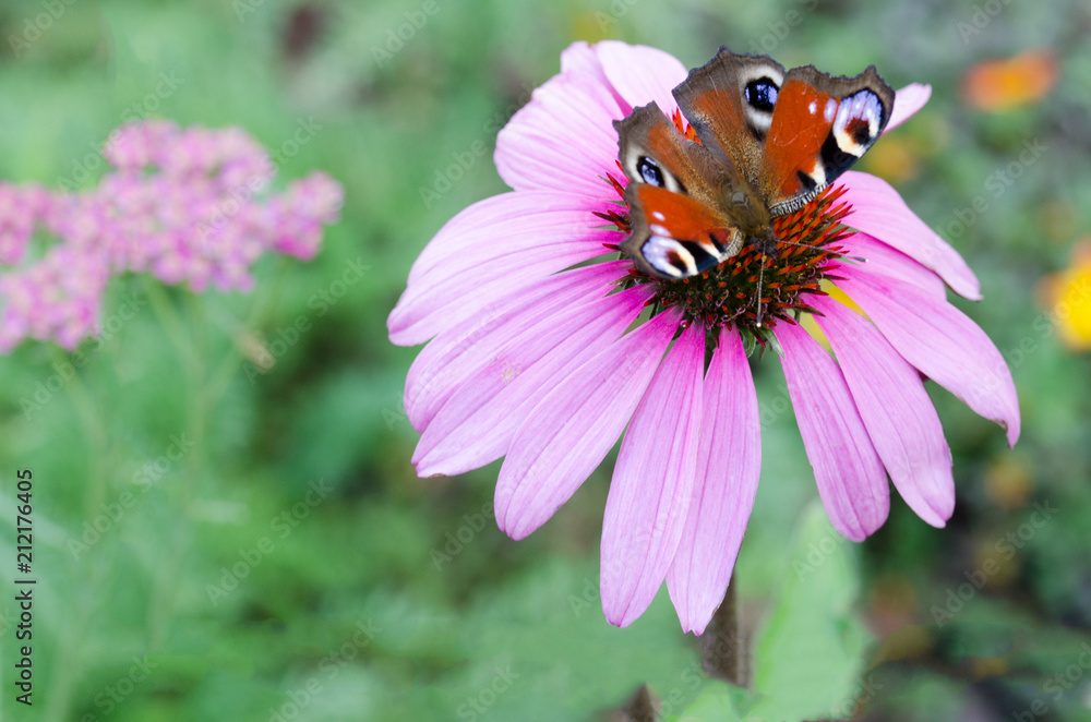 Schmetterling auf Blüte Schmetterling auf Blüte