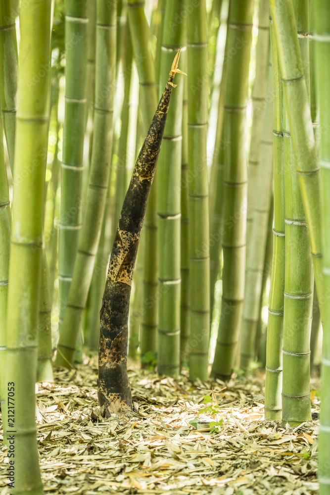Obraz premium Spring Bamboo shoot