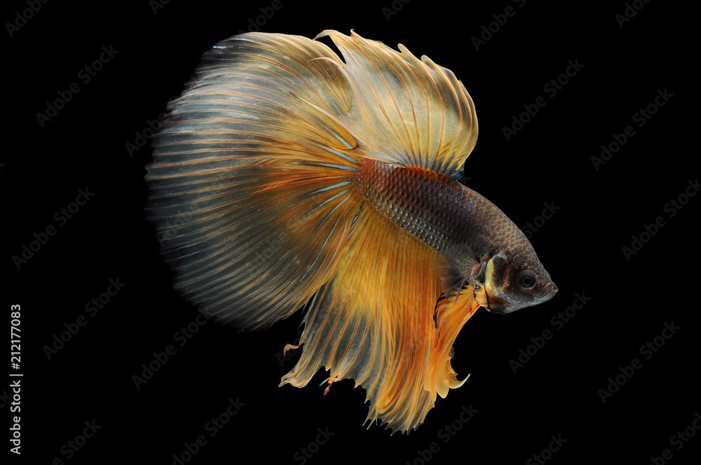 Betta fish, siamese fighting fish, betta splendens isolated on black background,
fish on black background, fish fighting, Multi color Siamese fighting fish, Betta fish, siamese fighting fish, betta splendens isolated on black background,
fish on black background, fish fighting, Multi color Siamese fighting fish,